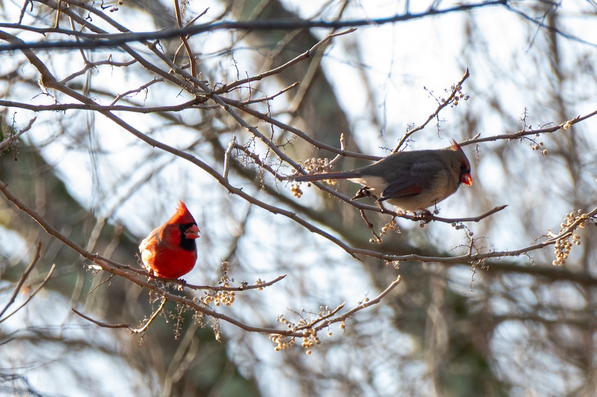 Kardinal arrunta - ML646523236