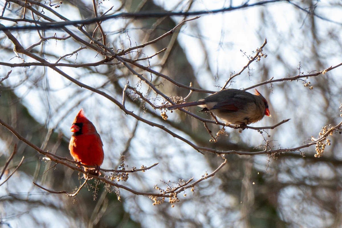 Kardinal arrunta - ML646523237