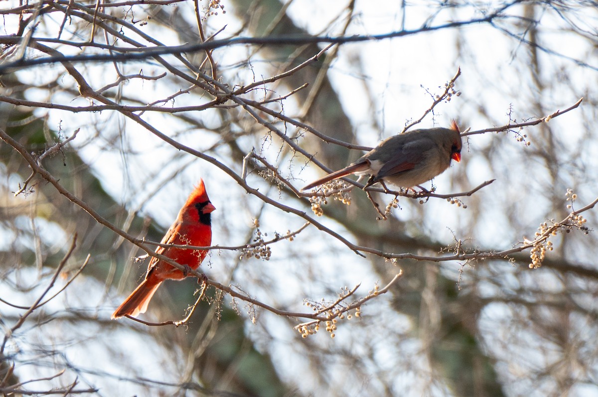 Kardinal arrunta - ML646523238