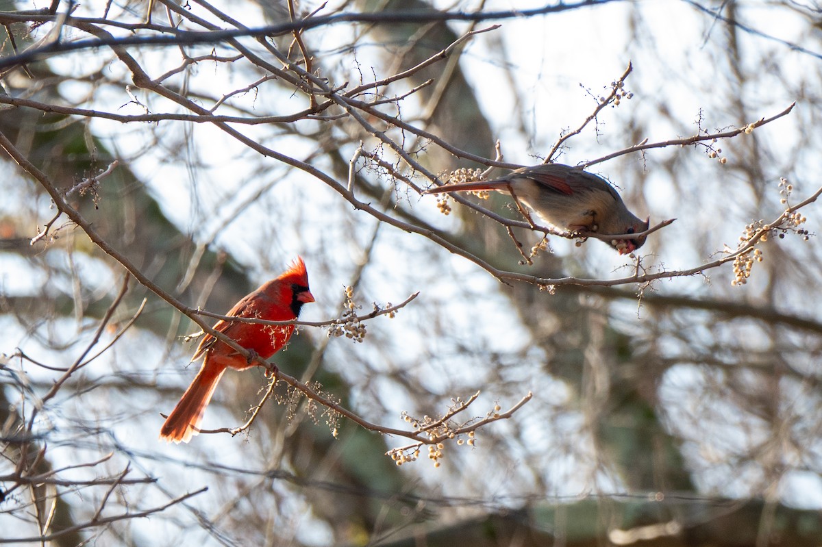 Kardinal arrunta - ML646523239