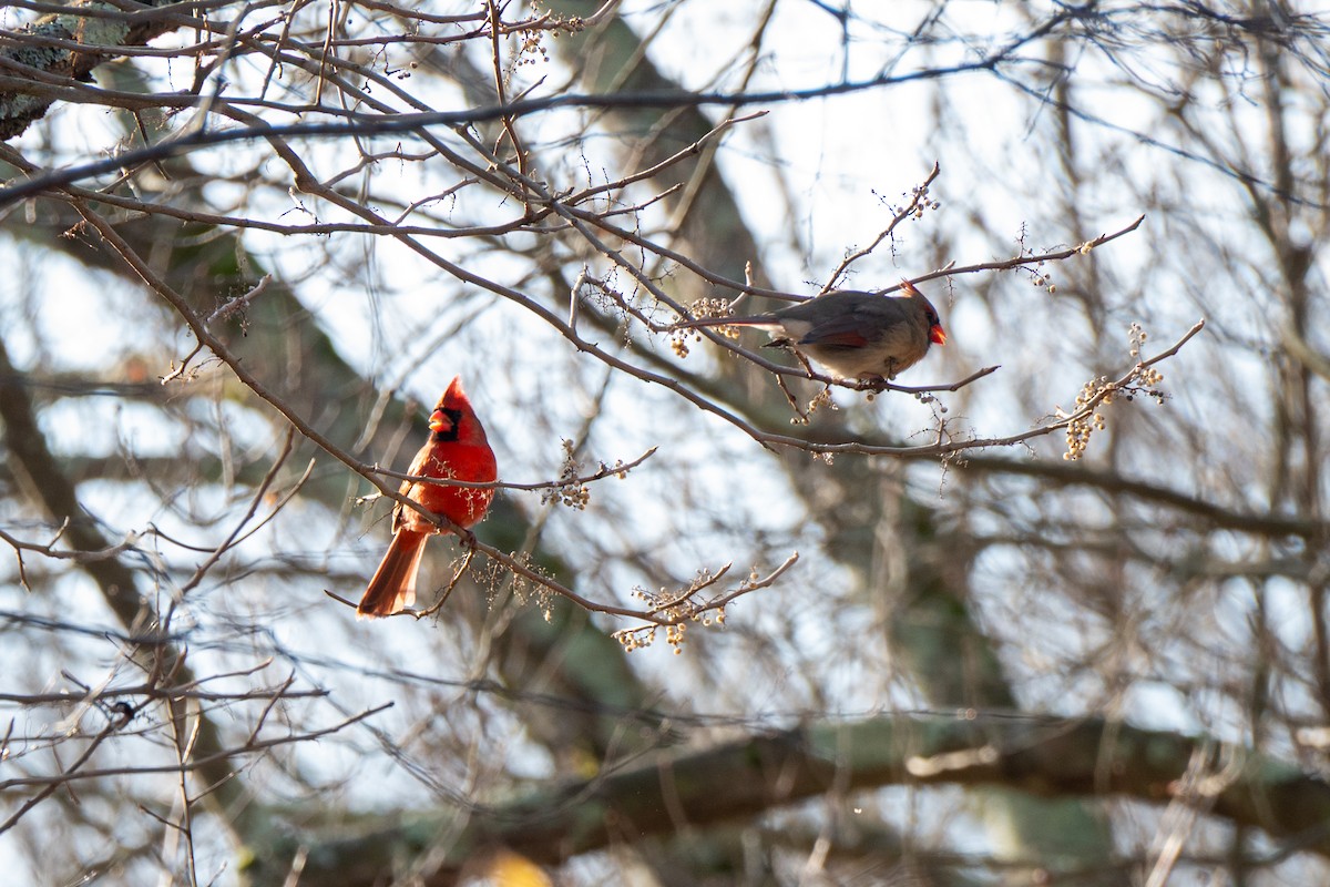 Kardinal arrunta - ML646523240