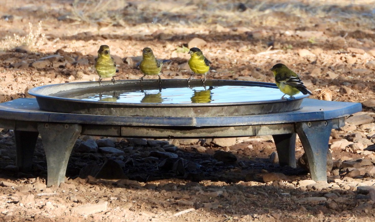 Lesser Goldfinch - ML646523241