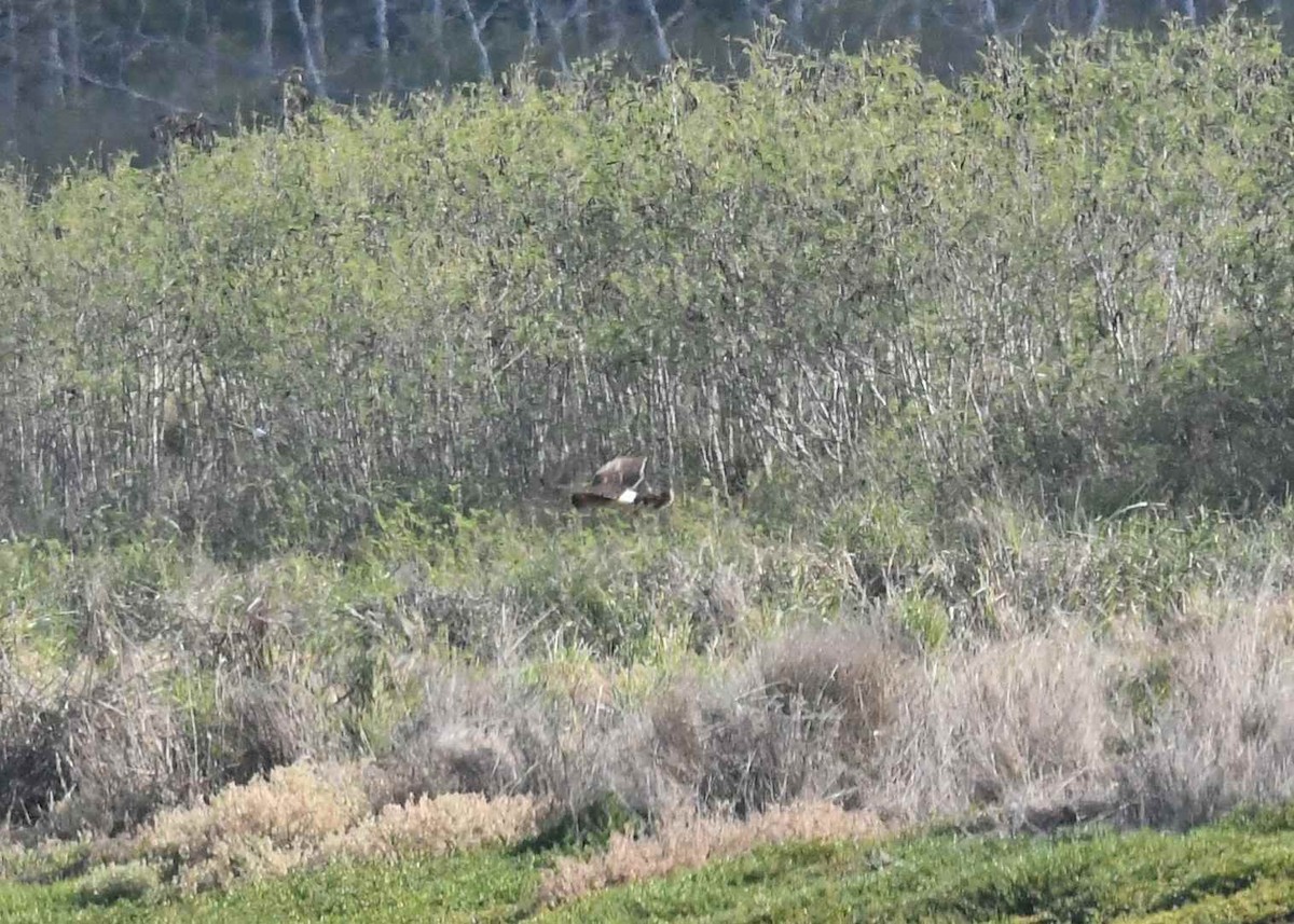 Northern Harrier - ML646523242