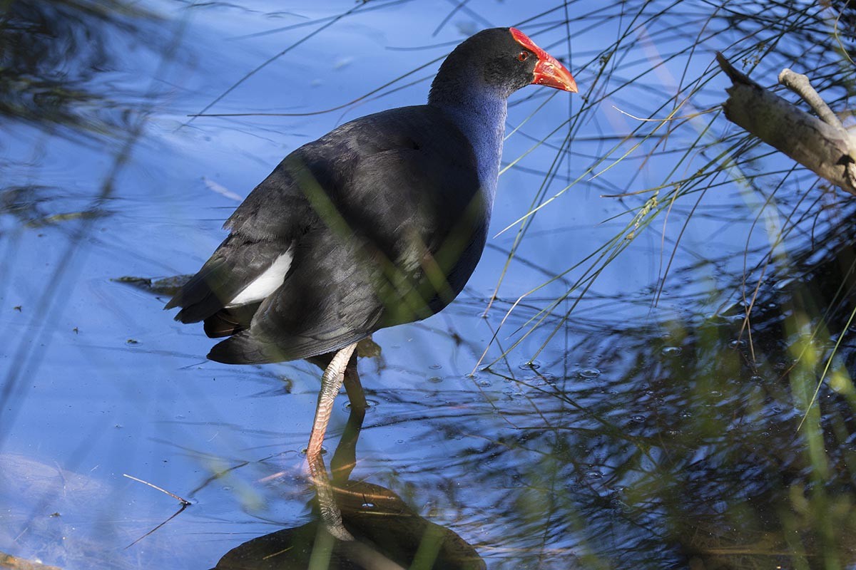 Australasian Swamphen - ML646523243