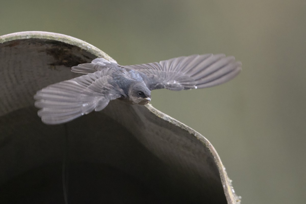 Brown-bellied Swallow - ML646523244