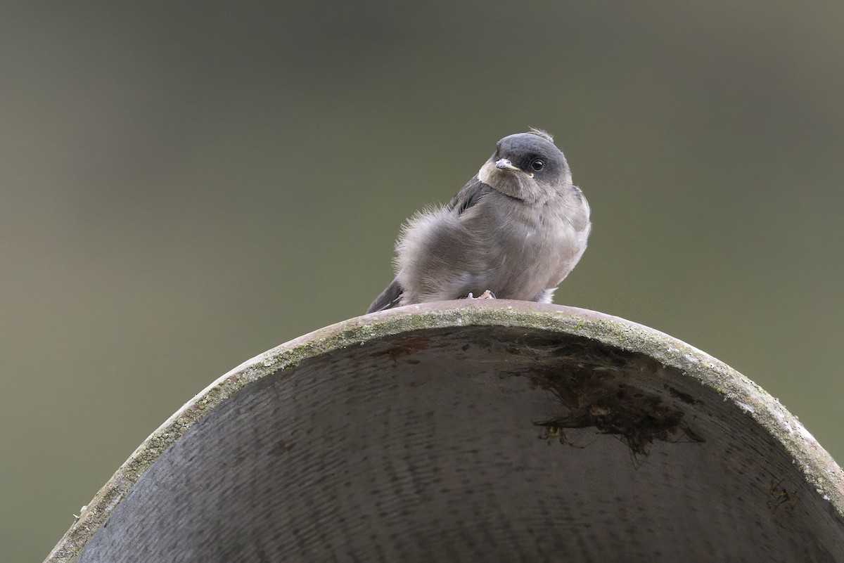 Brown-bellied Swallow - ML646523245