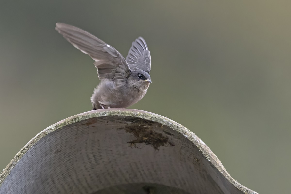 Brown-bellied Swallow - ML646523246