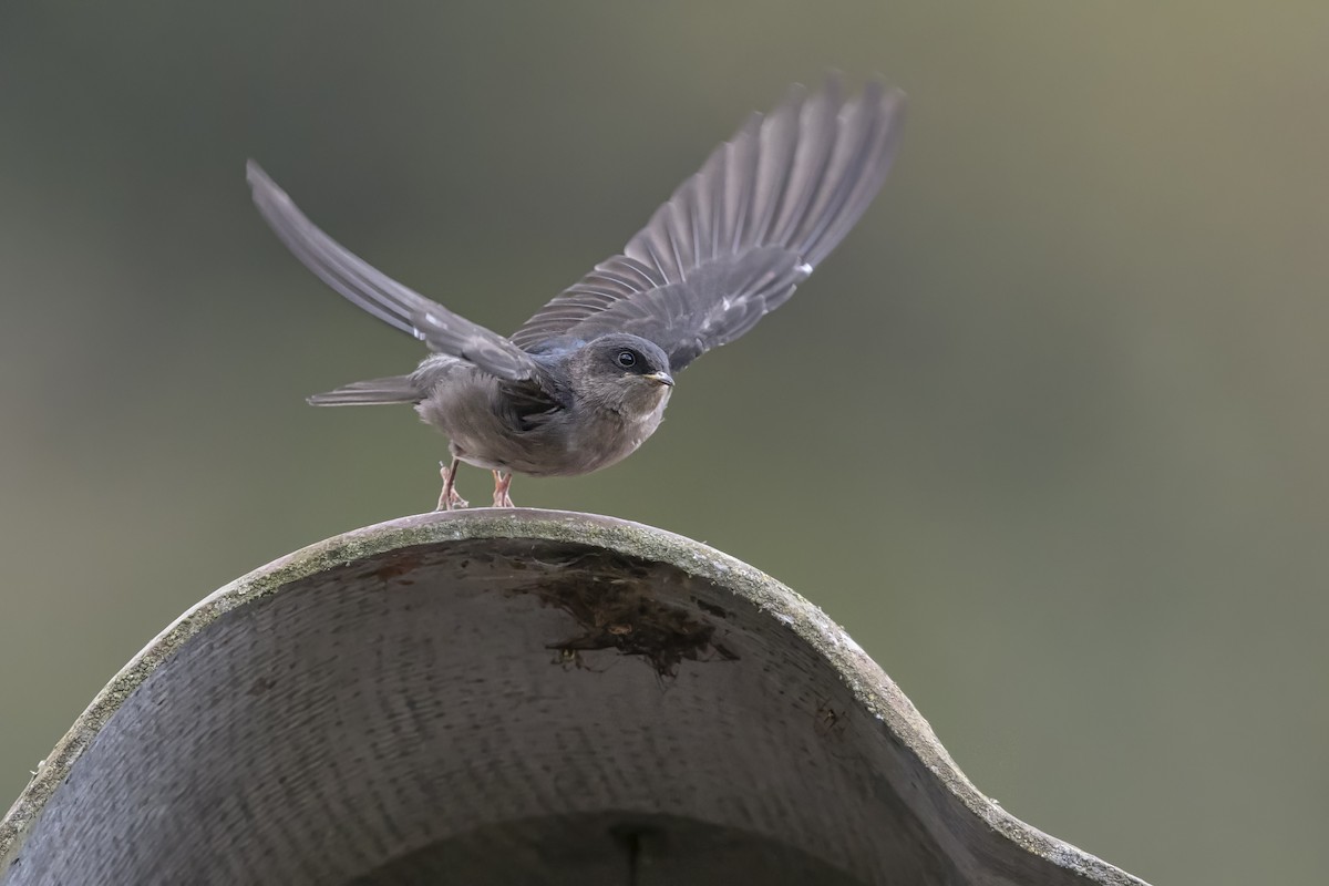 Brown-bellied Swallow - ML646523247