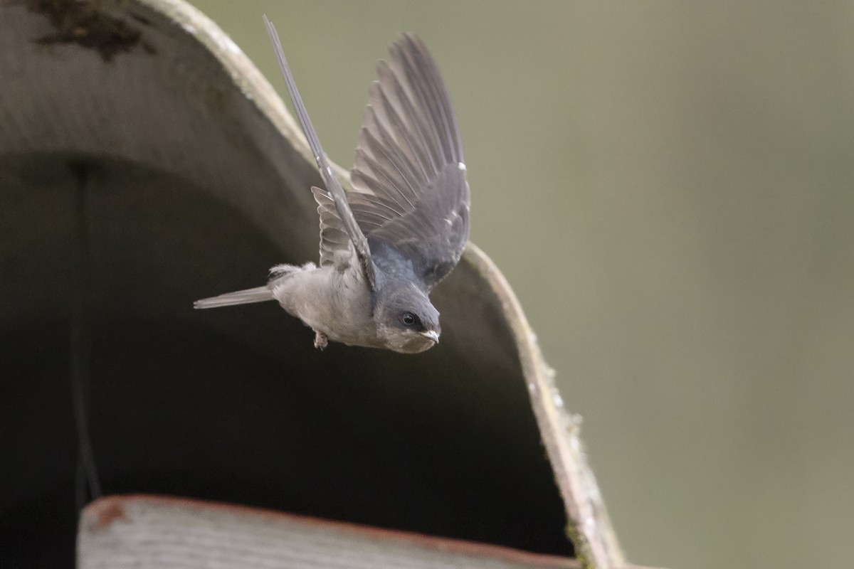 Brown-bellied Swallow - ML646523248
