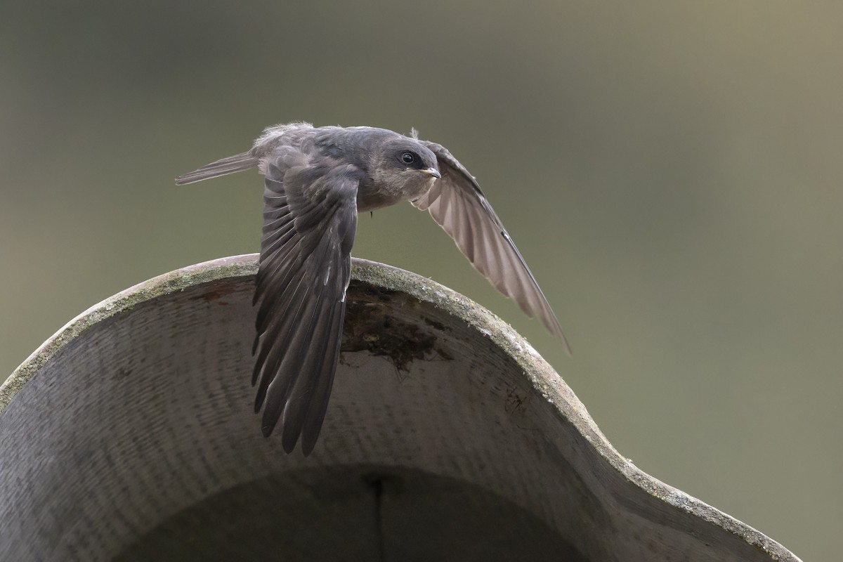Brown-bellied Swallow - ML646523249