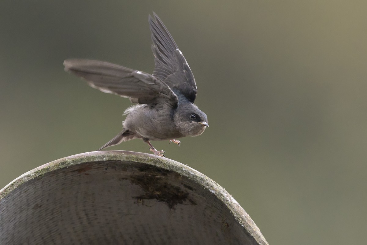 Brown-bellied Swallow - ML646523250