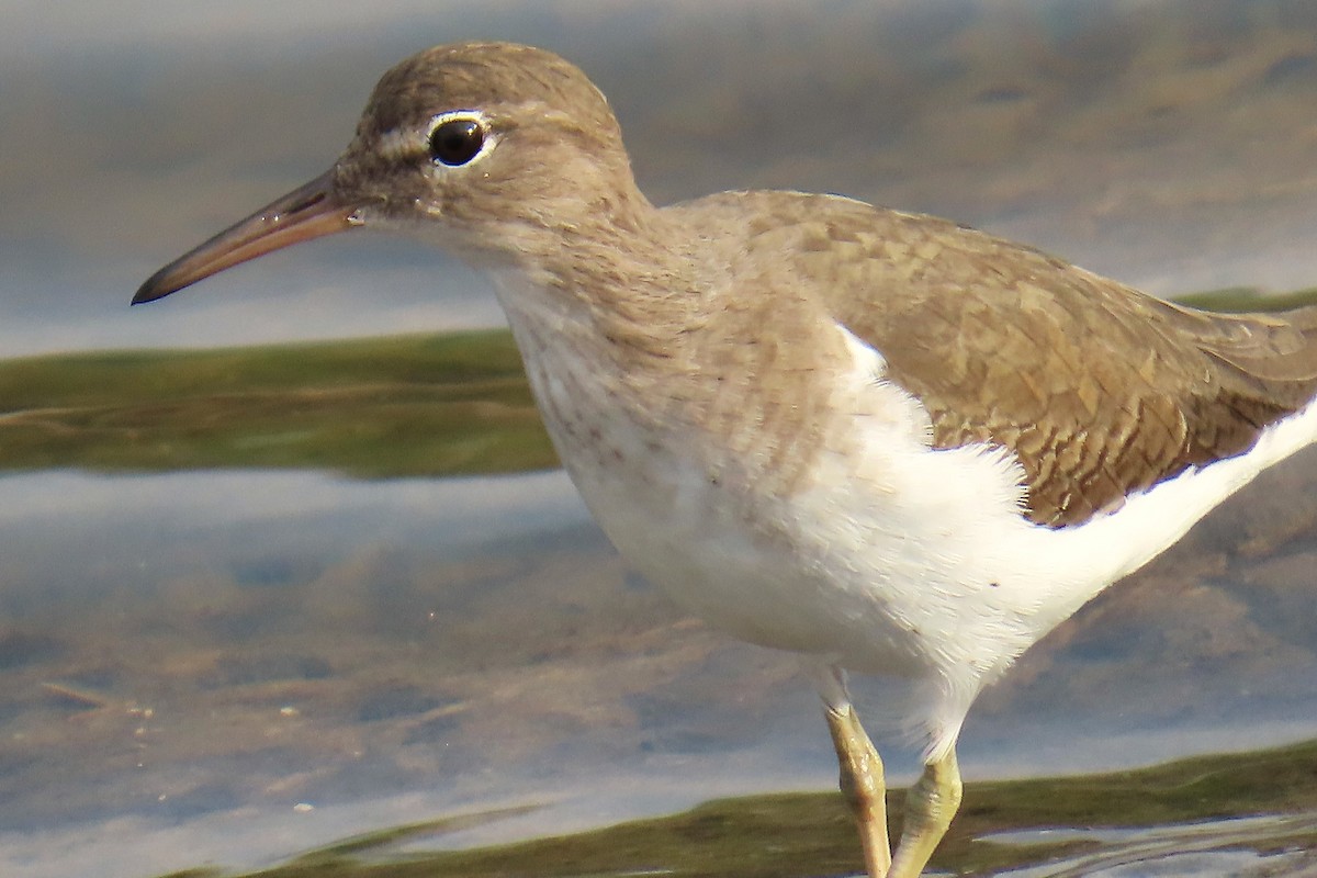 Drosseluferläufer - ML646523251