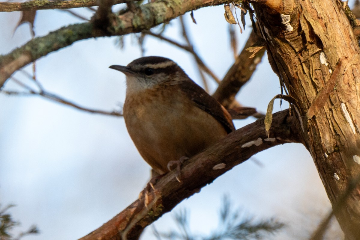 Carolina Wren - ML646523252