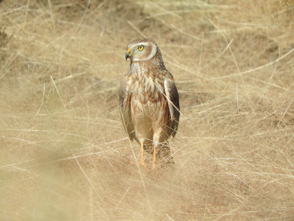Cinereous Harrier - ML646523253