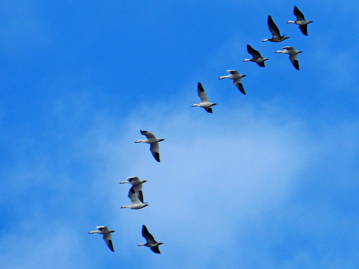 Цасны галуу - ML646523254