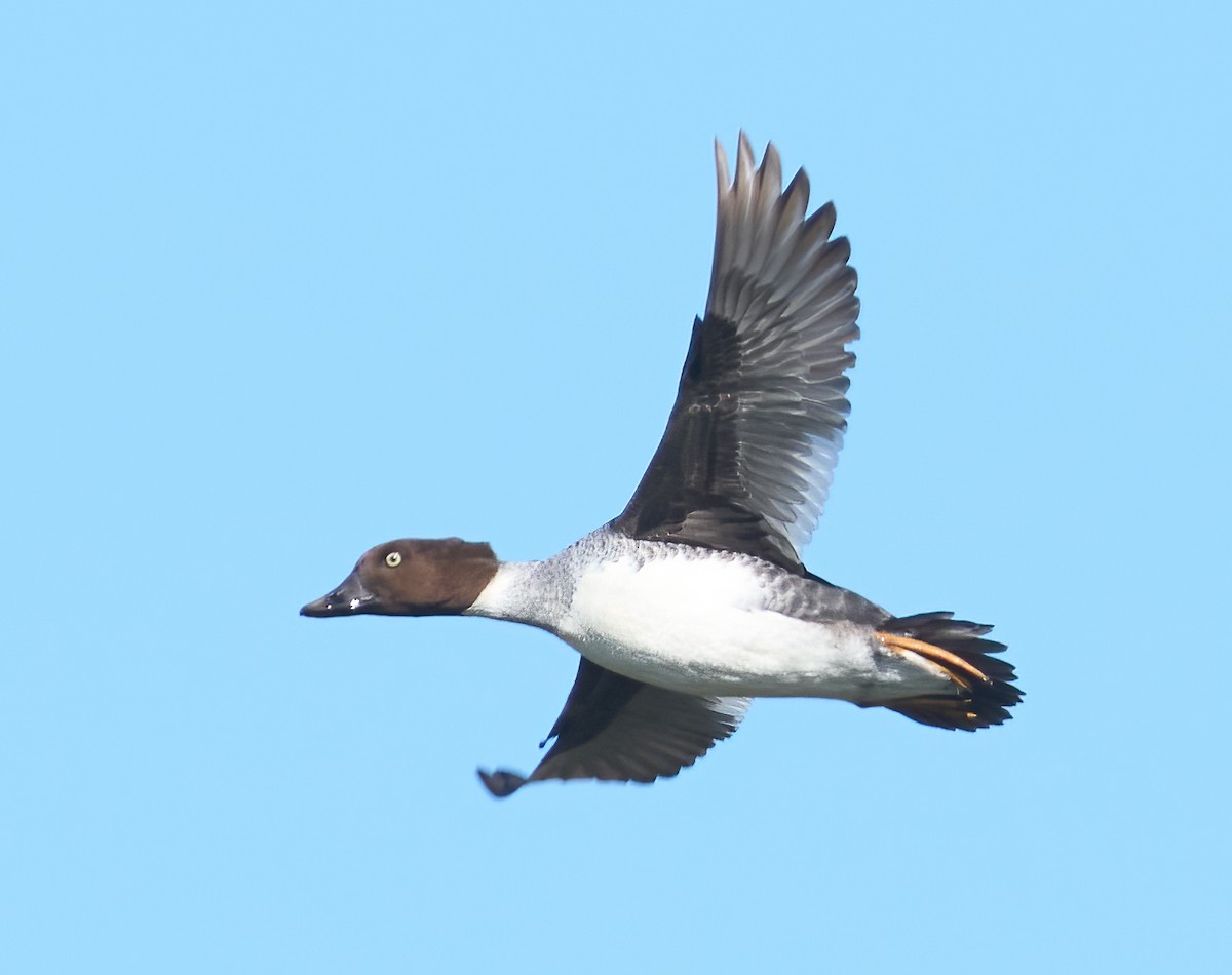 Quattrocchi - ML646523255