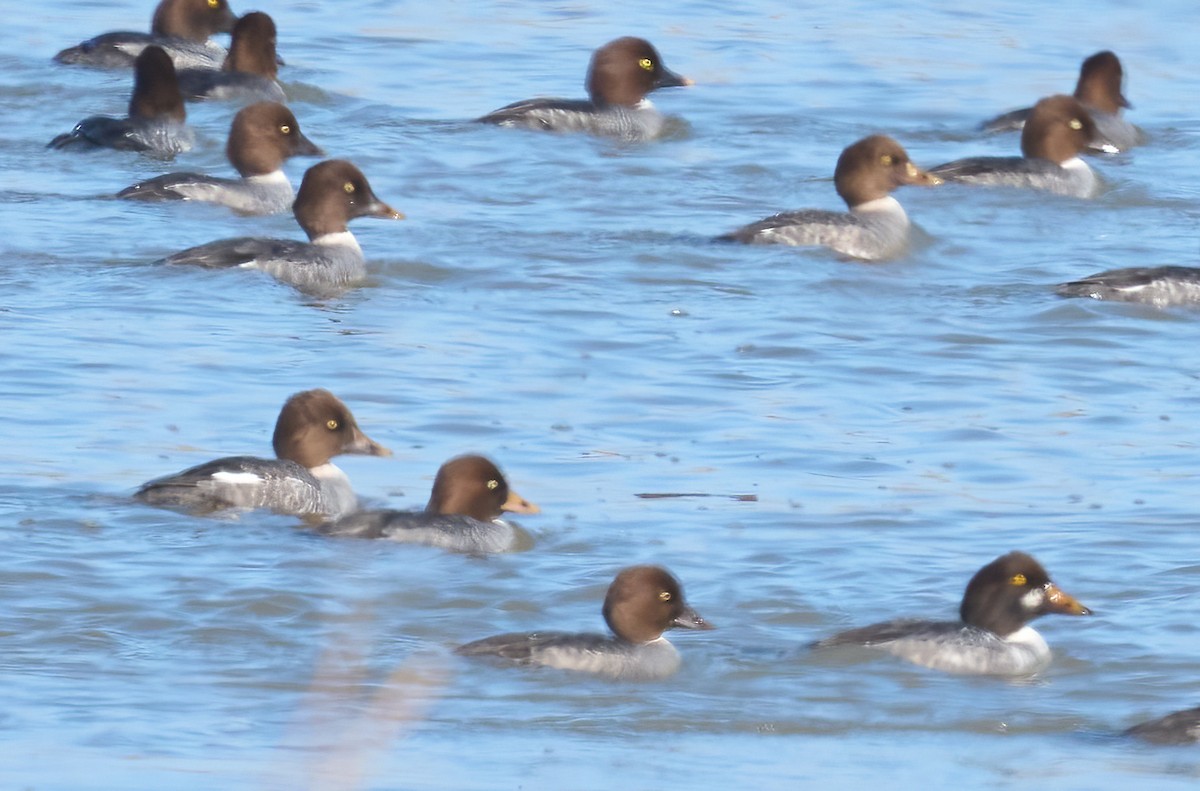 Quattrocchi - ML646523256