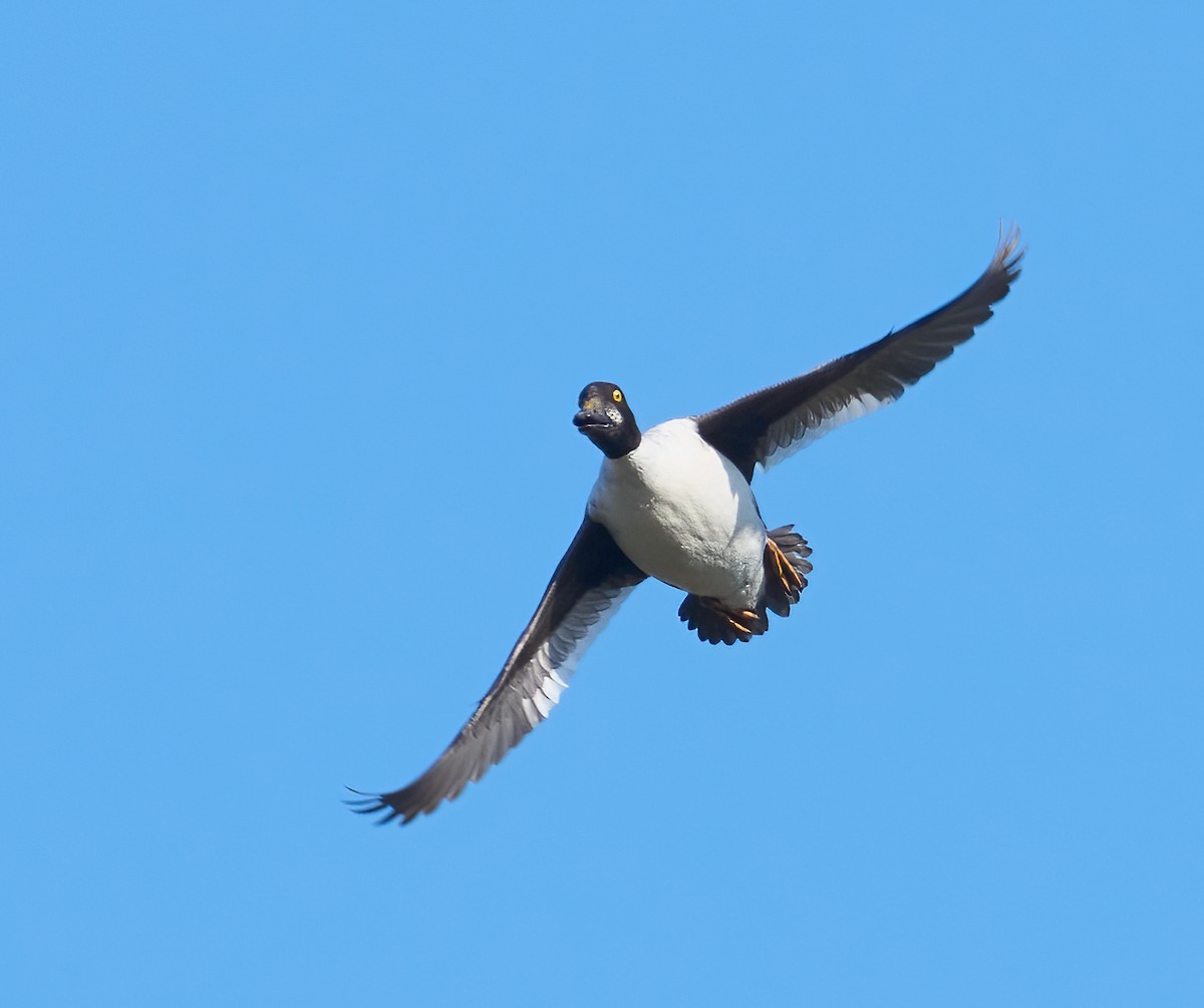 Quattrocchi - ML646523257