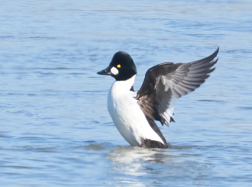 Quattrocchi - ML646523258