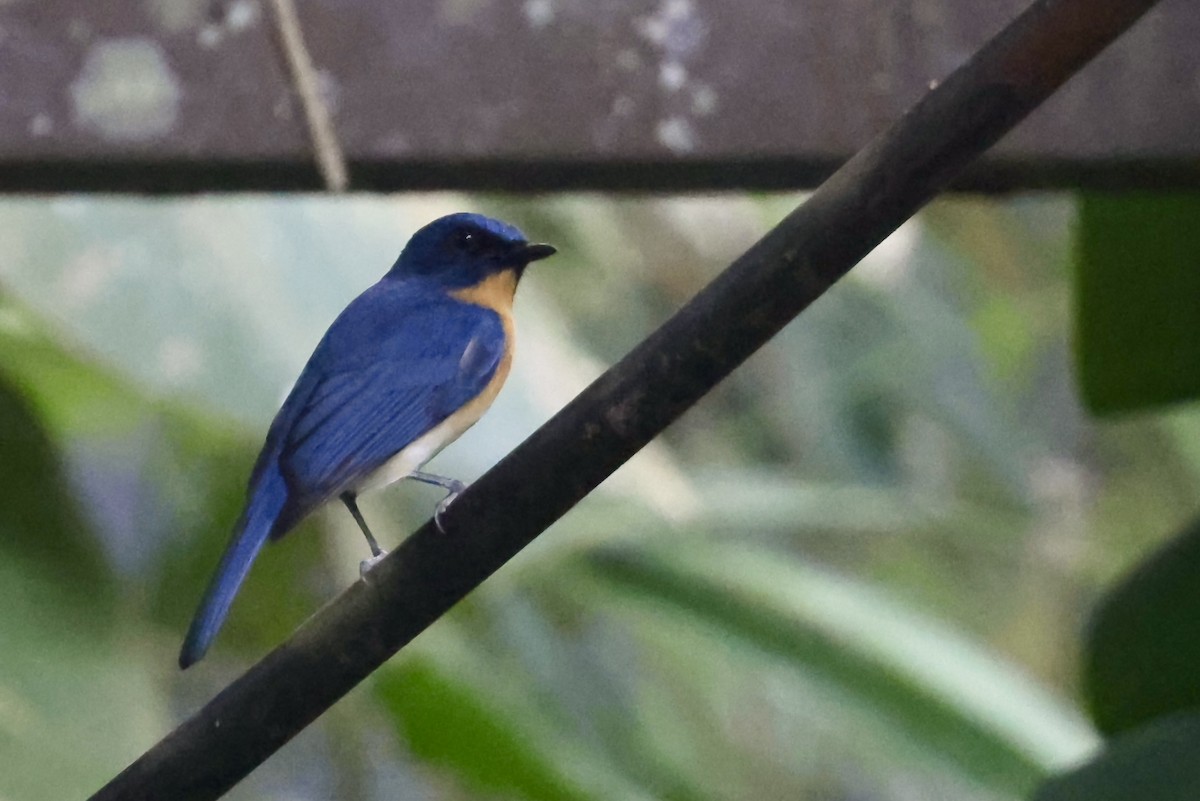 Tickell's Blue Flycatcher - ML646523259