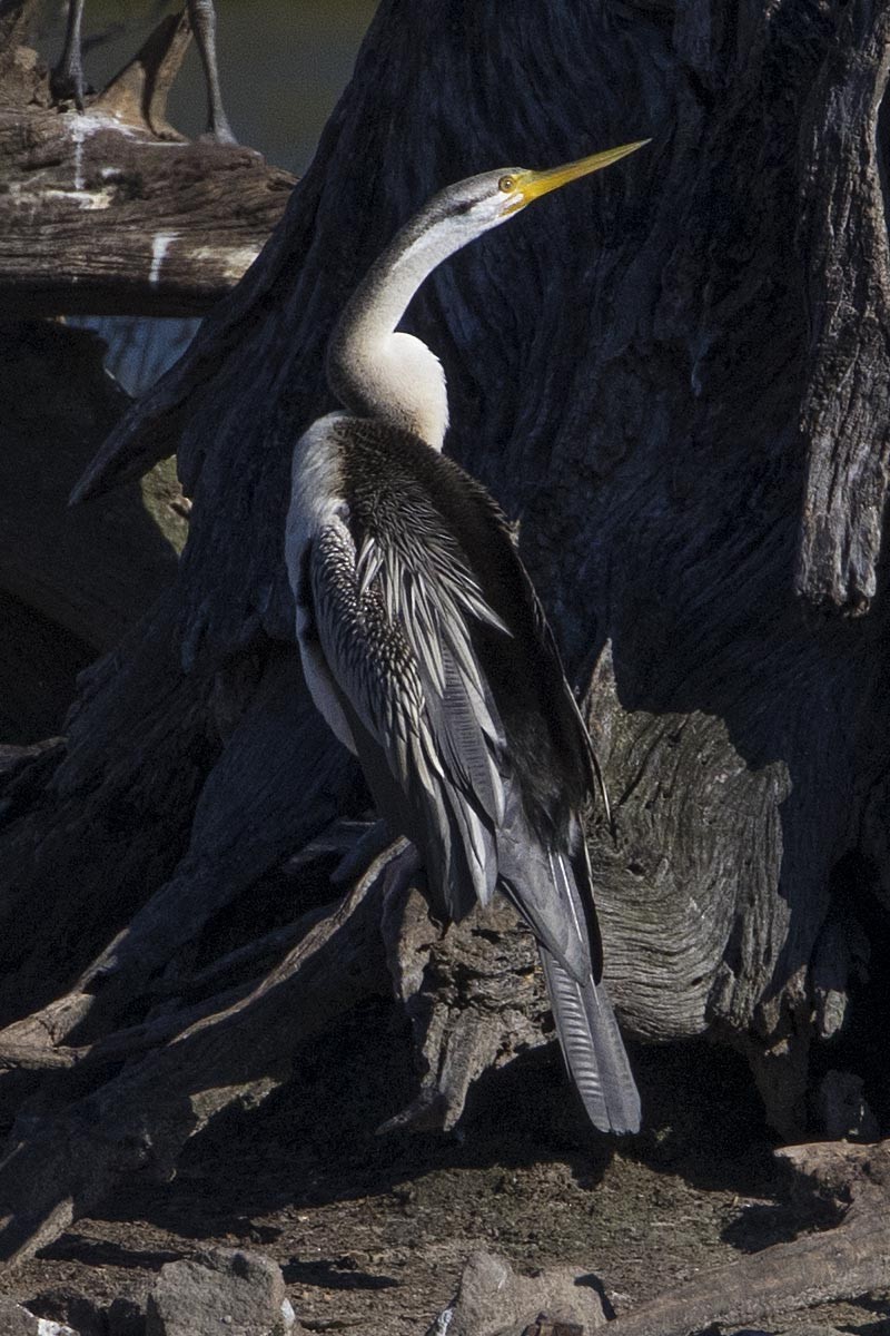 Australasian Darter - ML646523260