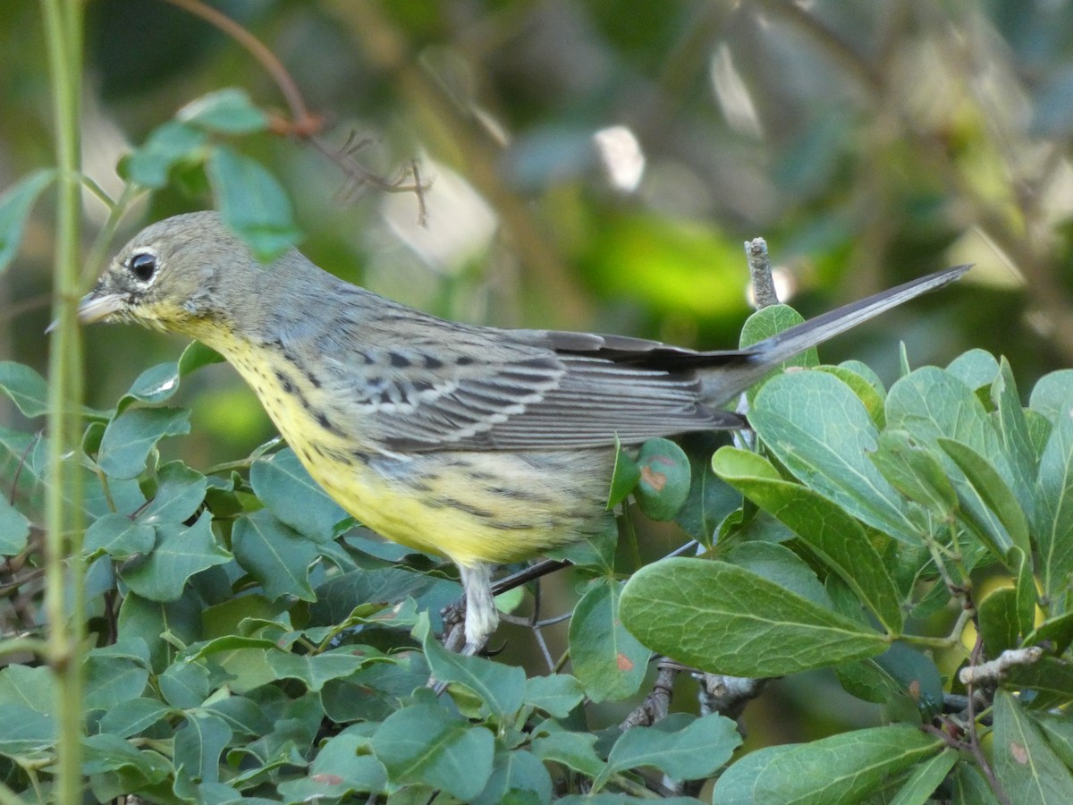 Kirtland's Warbler - ML646523261