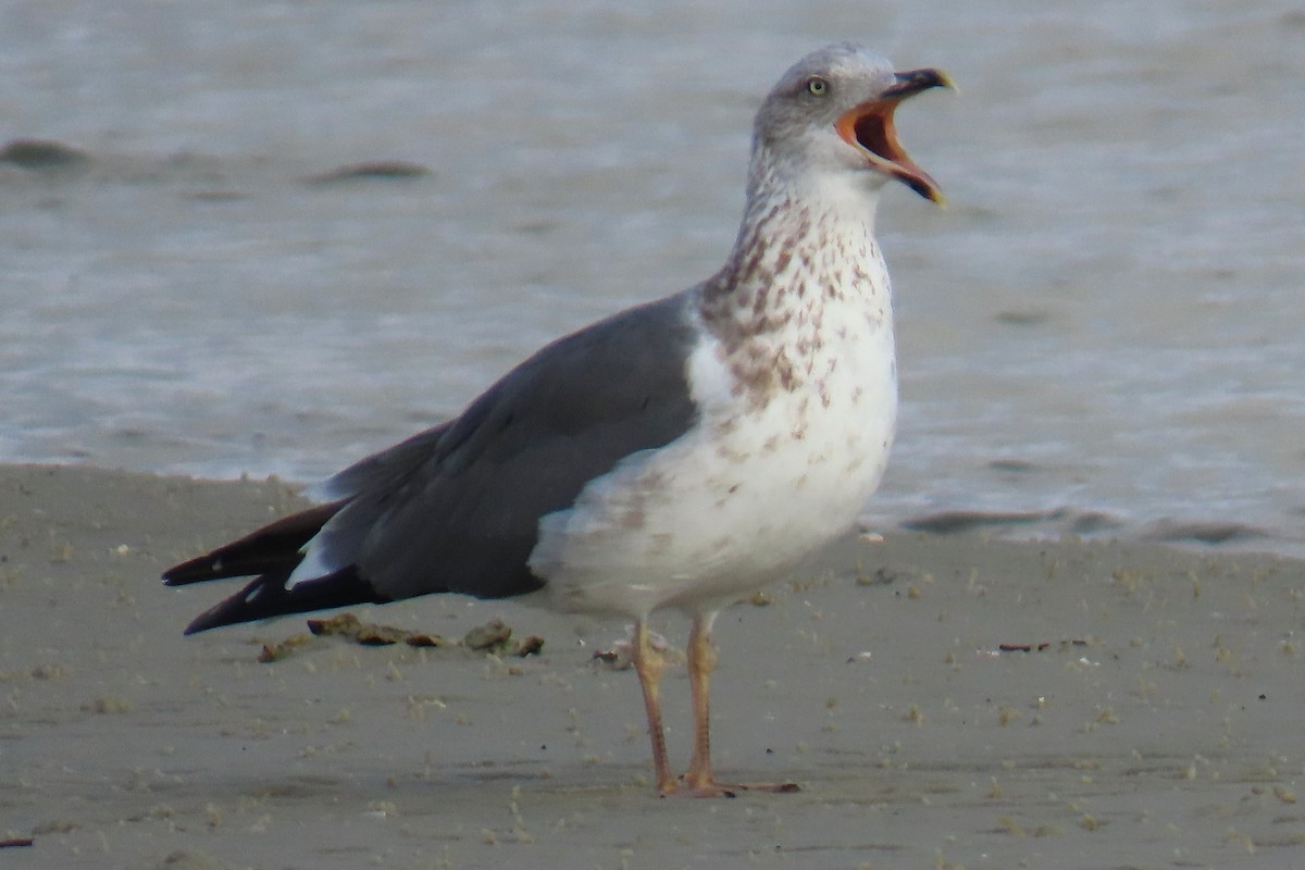 American Herring Gull - ML646523264