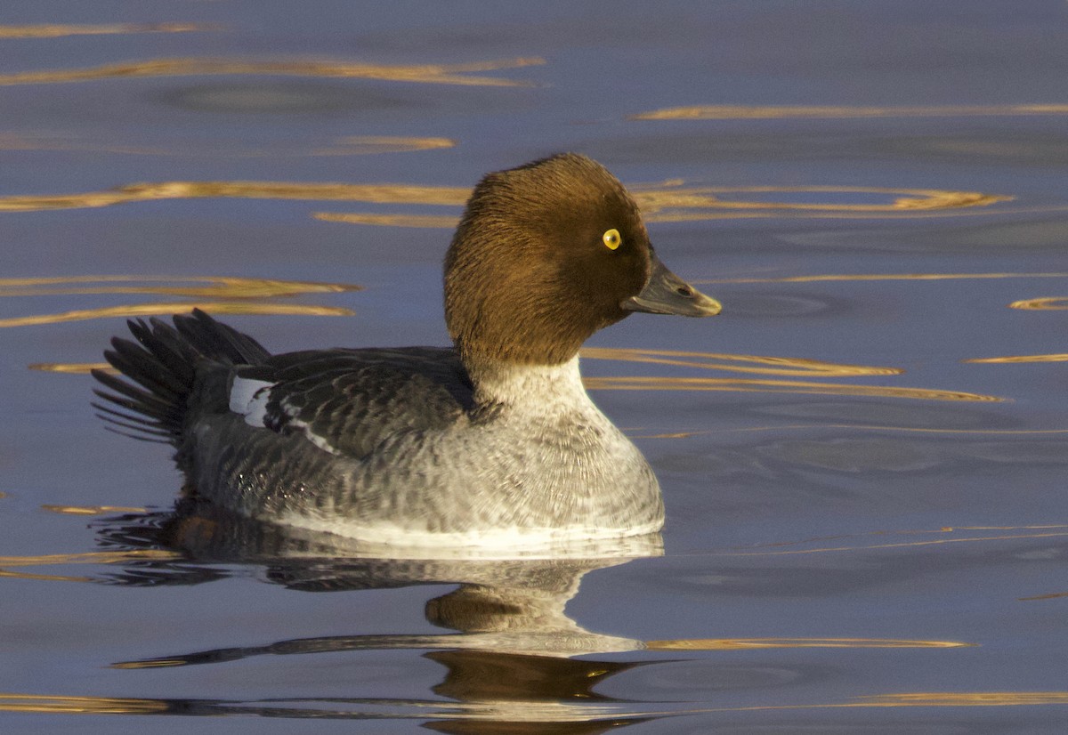 Quattrocchi - ML646523265