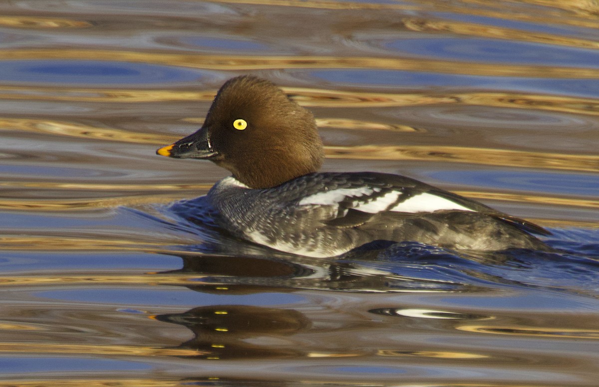 Quattrocchi - ML646523266