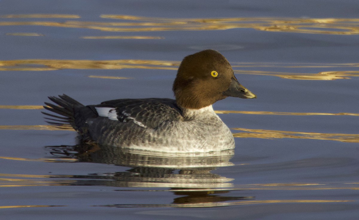 Quattrocchi - ML646523267