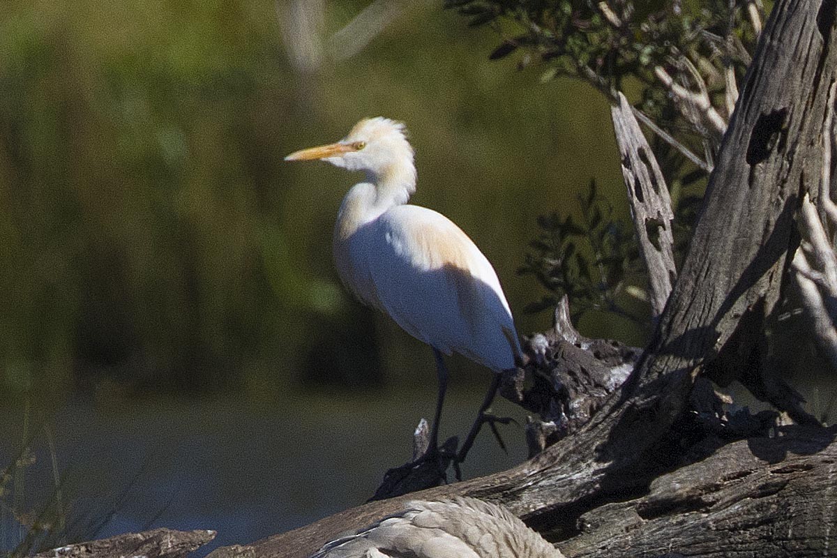 Eastern Cattle-Egret - ML646523268