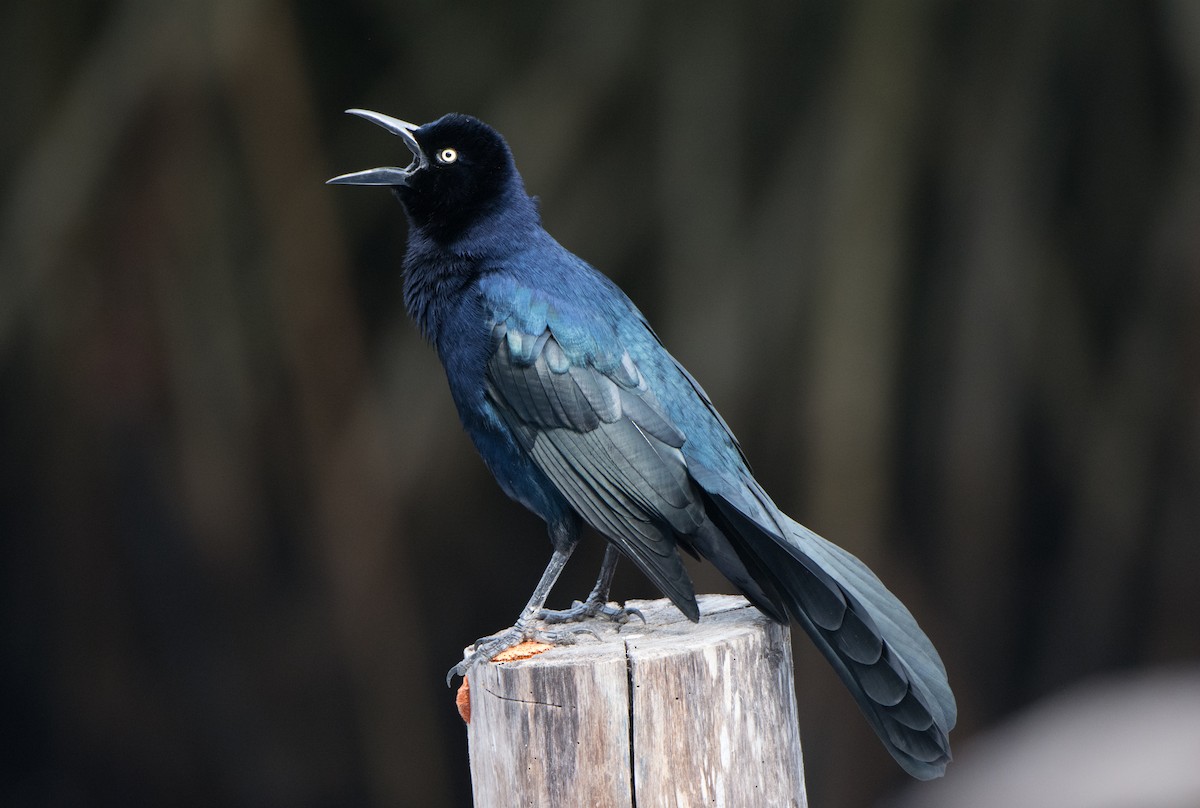 Great-tailed Grackle - ML646523269