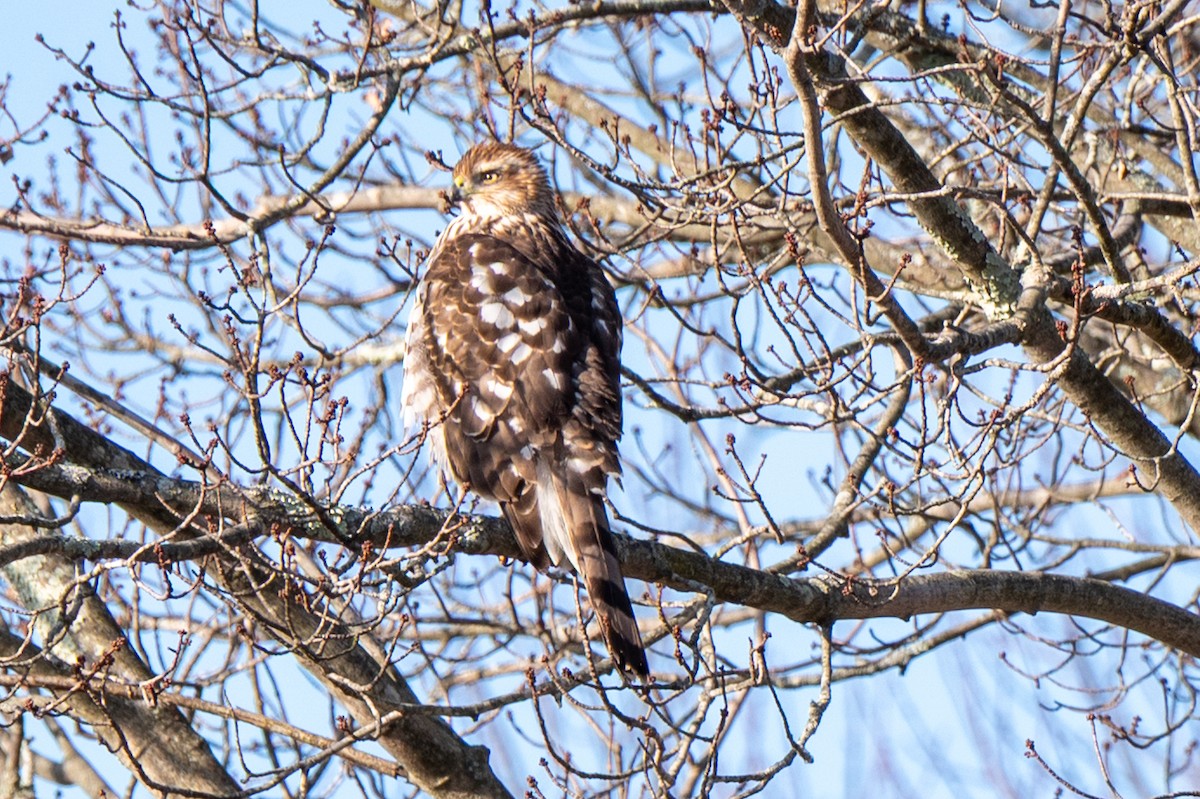 Cooper's Hawk - ML646523270