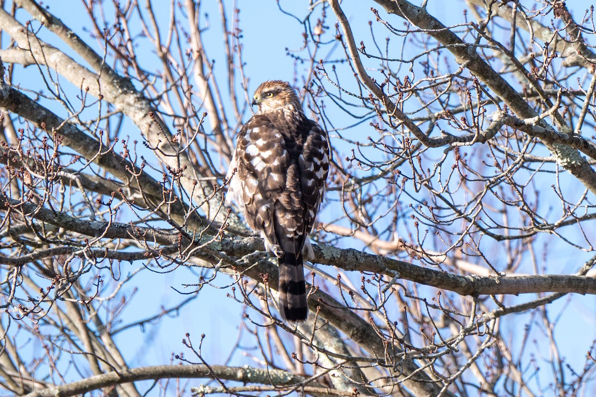 Cooper's Hawk - ML646523271