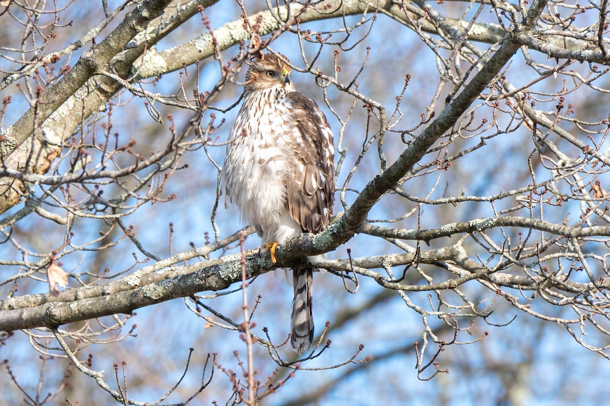 Cooper's Hawk - ML646523272