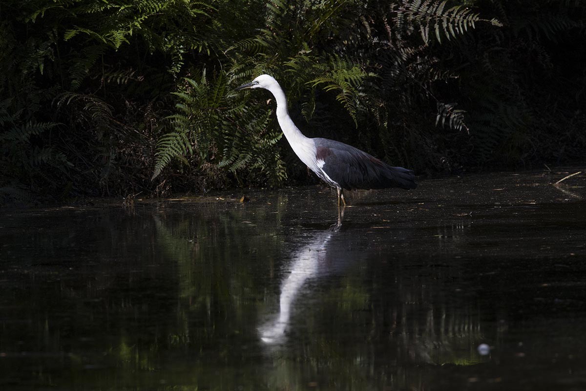 Pacific Heron - ML646523273