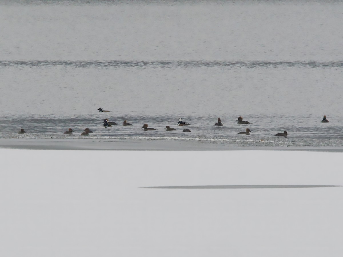 Капюшоновый крохаль - ML646523274