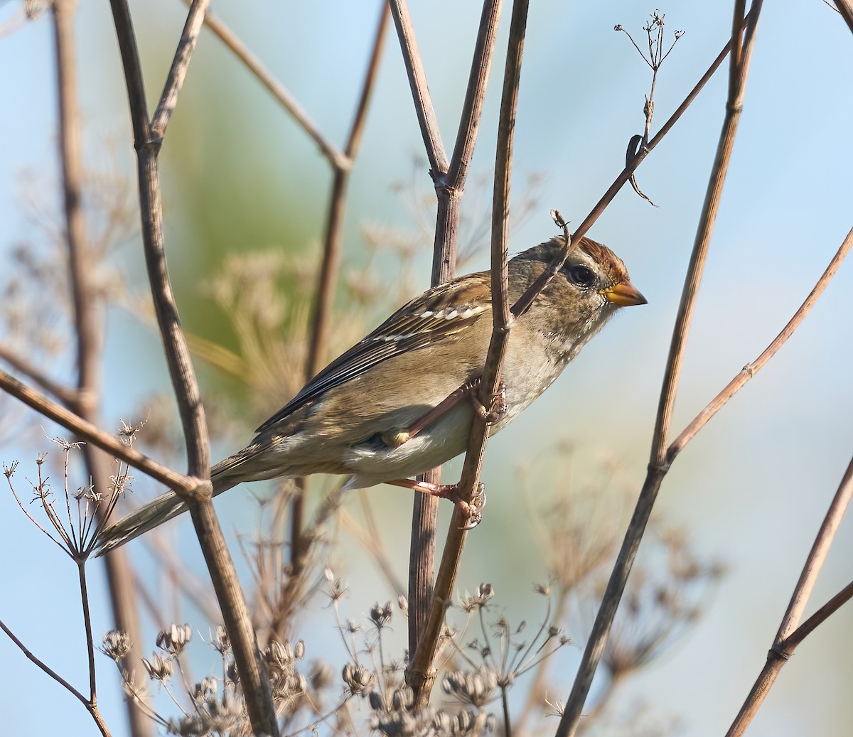 White-crowned Sparrow - ML646523275
