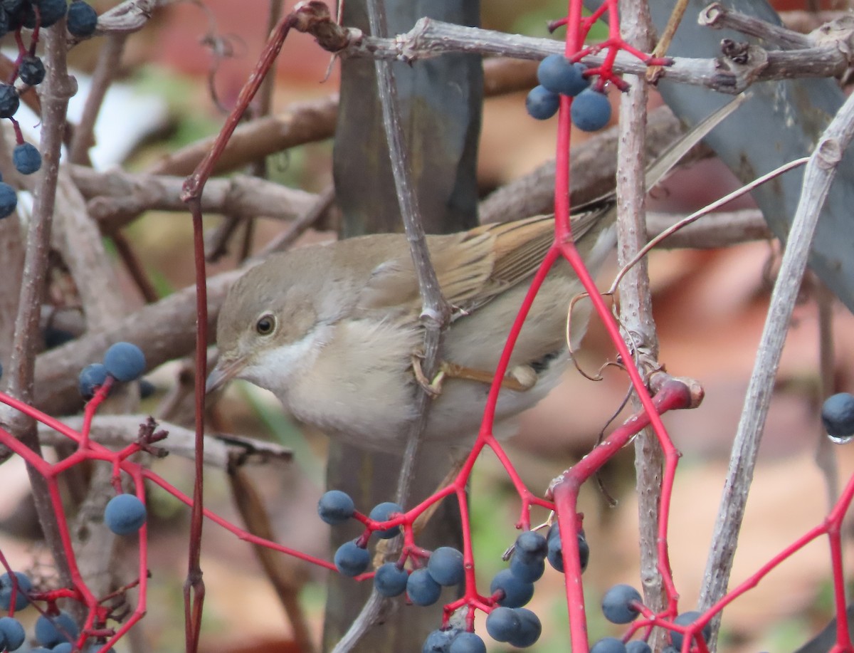 Greater Whitethroat - ML646523276