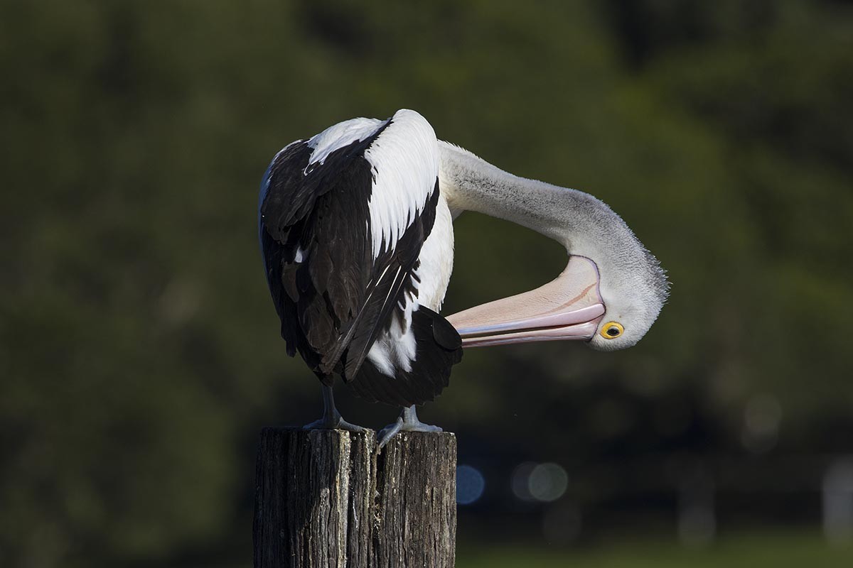 Australian Pelican - ML646523277