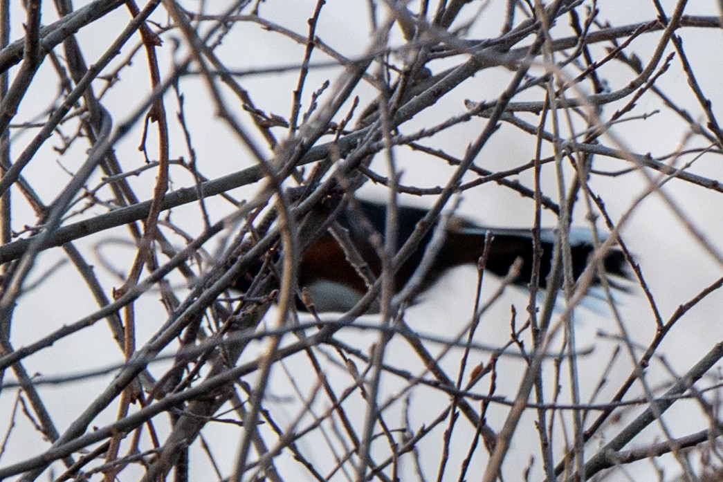 Eastern Towhee - ML646523278