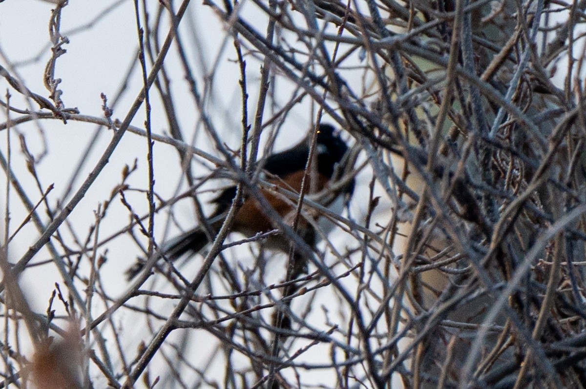 Eastern Towhee - ML646523279