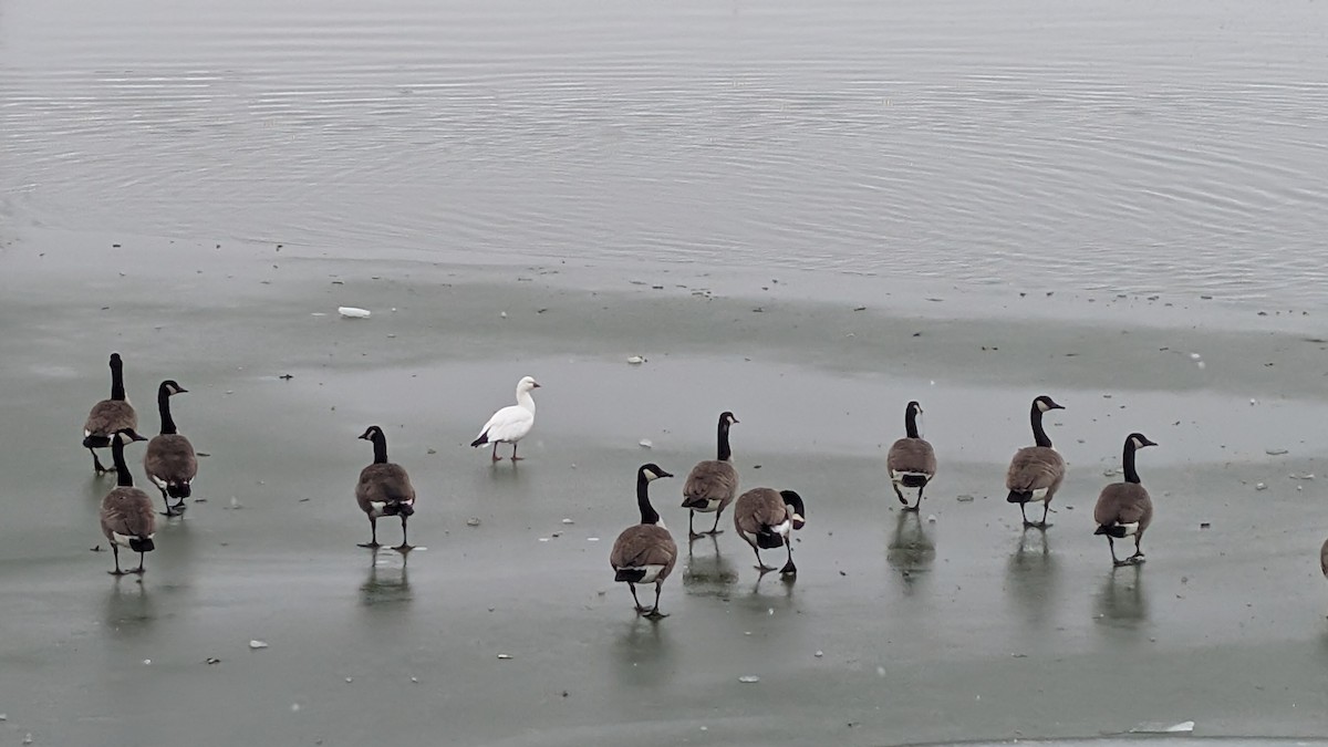 Ross's Goose - ML646523280