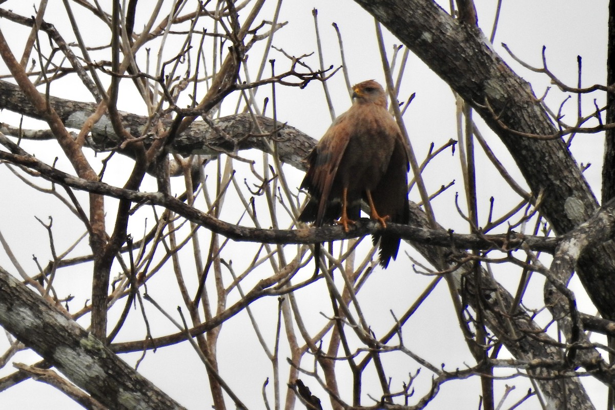 Savanna Hawk - ML646523281