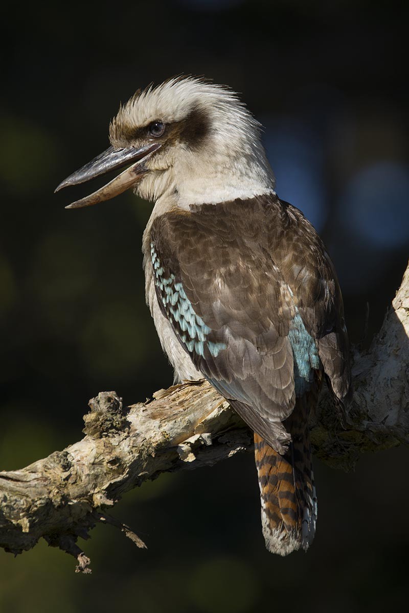 Laughing Kookaburra - ML646523282