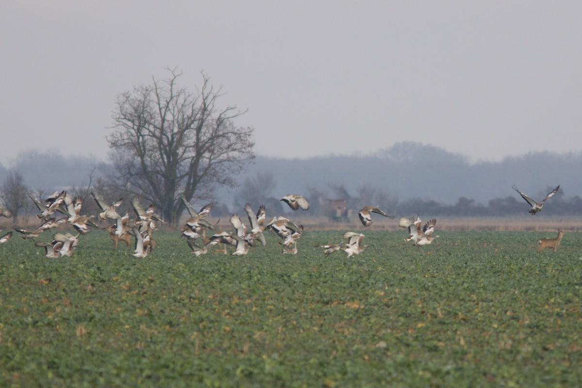 Great Bustard - ML646523283