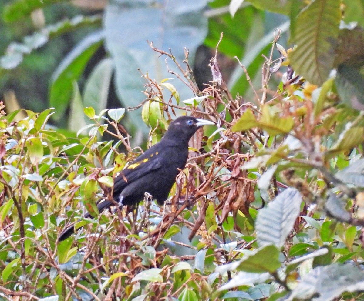 Bergkassike - ML646523285