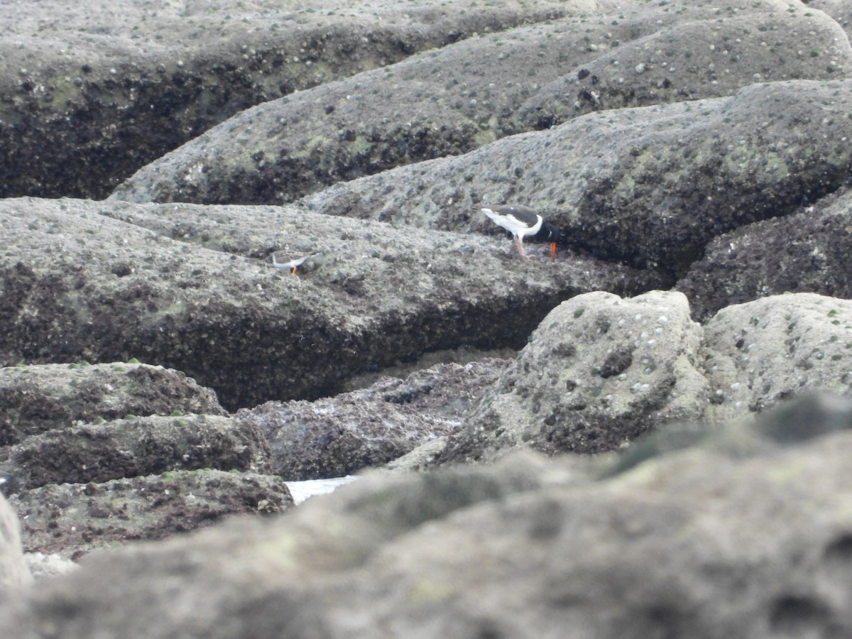 Eurasian Oystercatcher - ML646523286