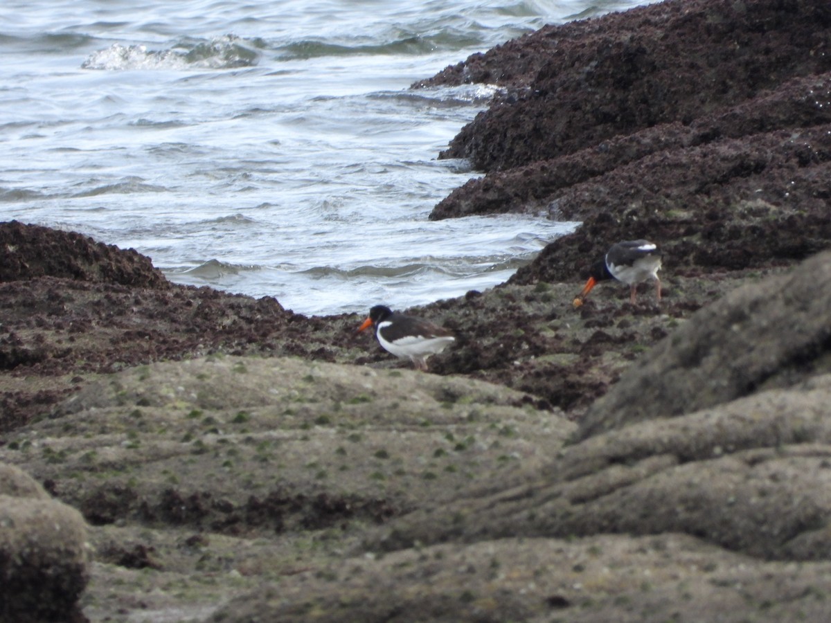 Eurasian Oystercatcher - ML646523287