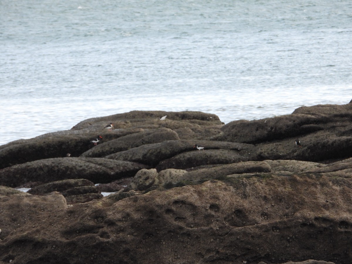 Eurasian Oystercatcher - ML646523288